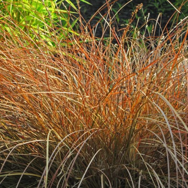 Carex Dorado