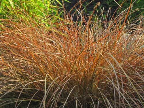 Carex Dorado