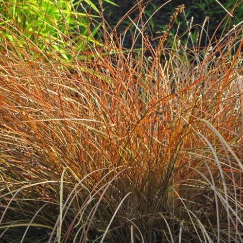 Carex Dorado