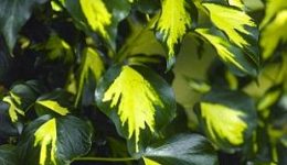 Hedera_helix_Goldheart