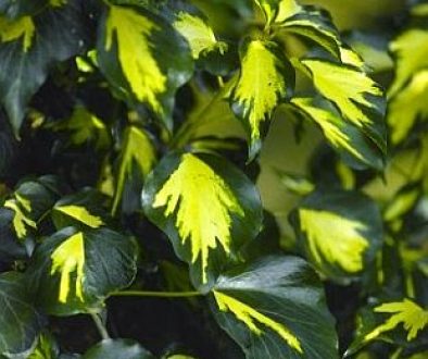 Hedera_helix_Goldheart