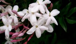 Jasminum_polyanthum
