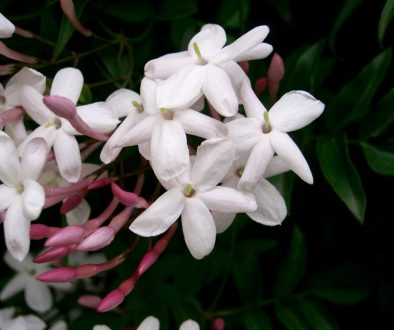 Jasminum_polyanthum