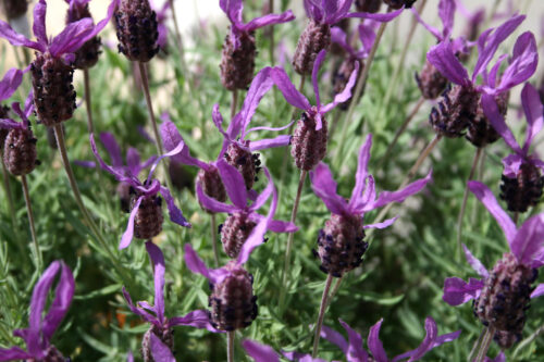 Lavanda francesa