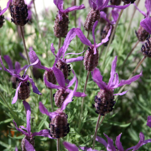 Lavanda francesa