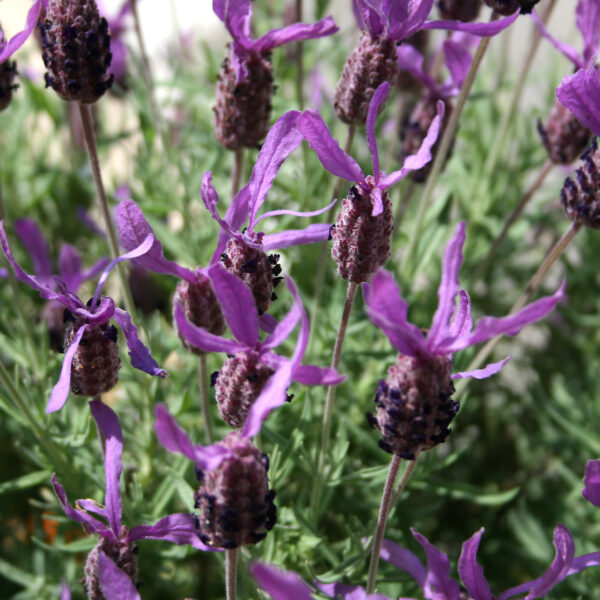Lavanda francesa