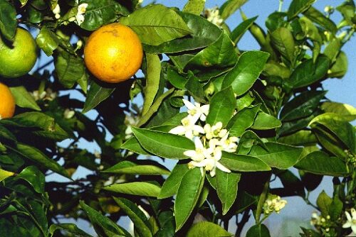 Naranjo