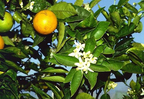 Naranjo