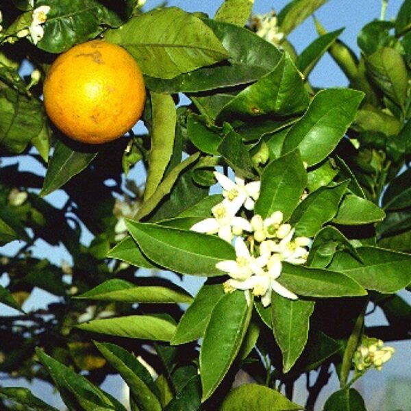 Naranjo