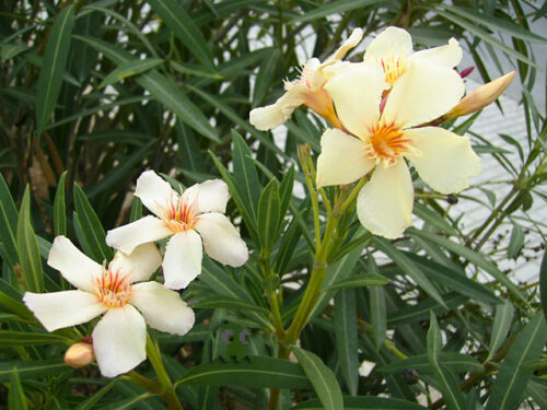 Laurel de flor