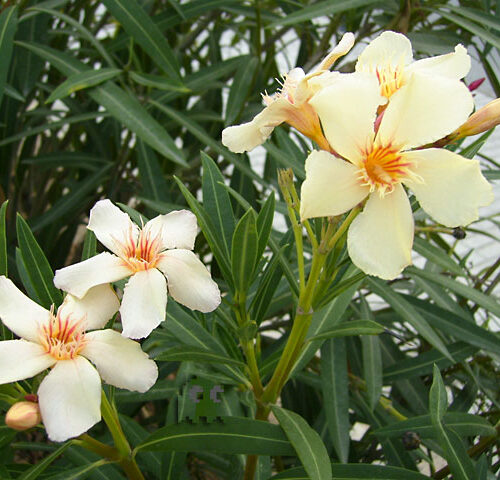 Laurel de flor