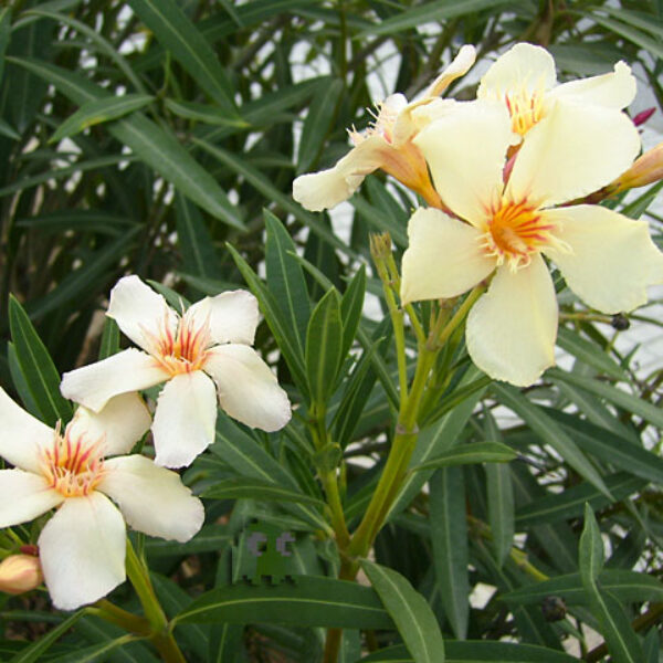Laurel de flor