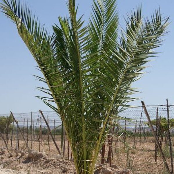 Palmera phoenix