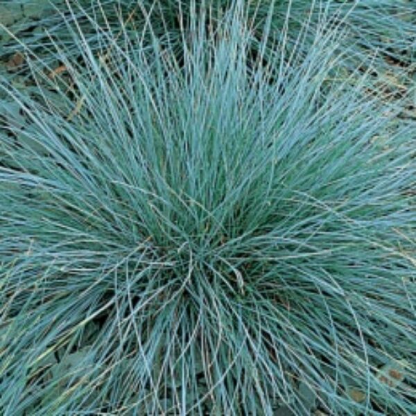 Festuca glauca