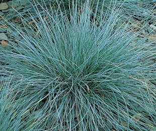 Festuca glauca