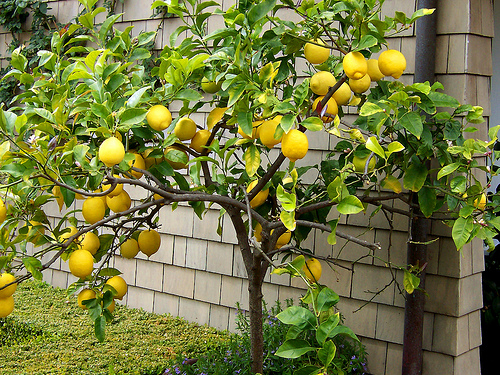 Limonero