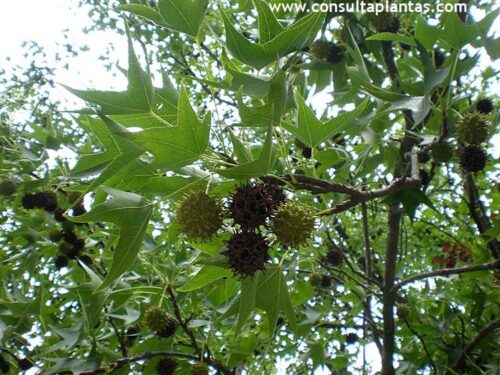 Liquidambar