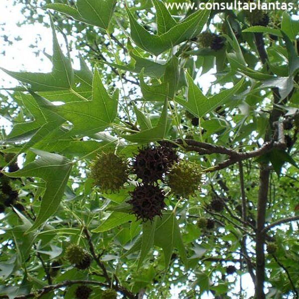 Liquidambar