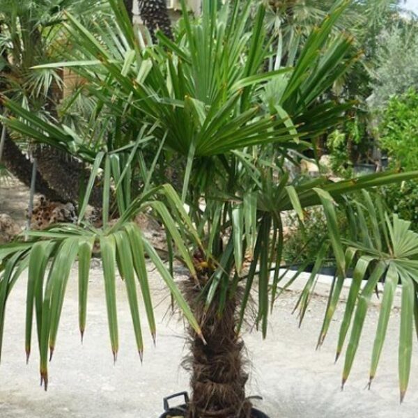 Palmera trachicarpus fortunei
