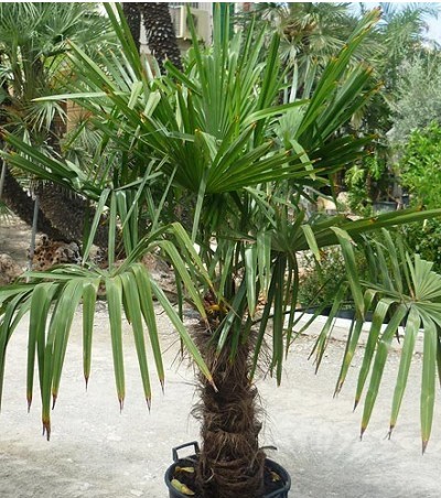 Palmera trachicarpus fortunei