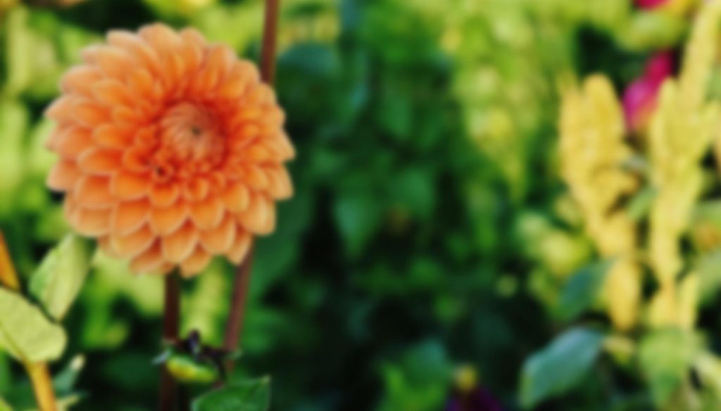 dahlia-1662780_1920-b