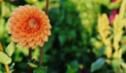 dahlia-1662780_1920-b