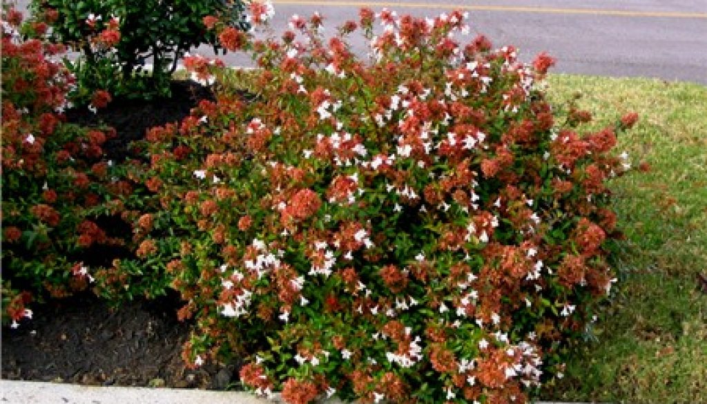 abelia blanca