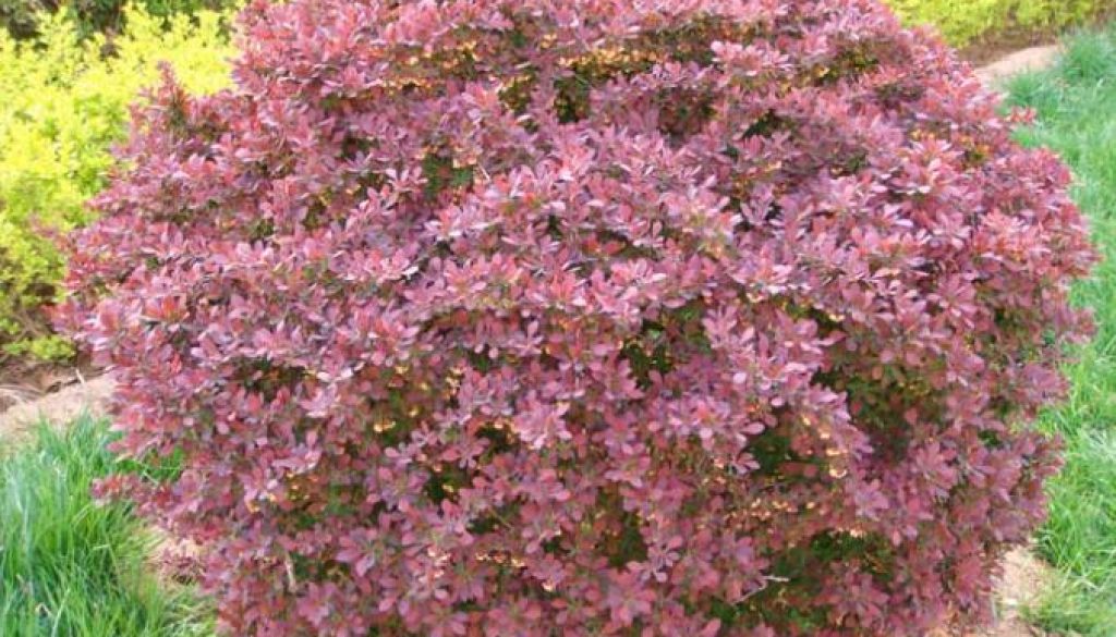 berberis