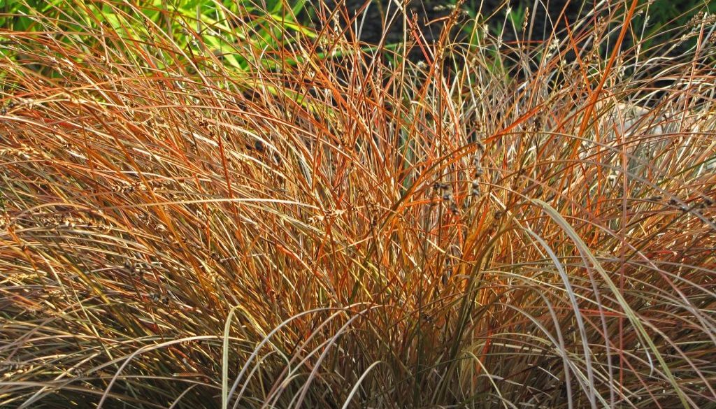 carex dorado
