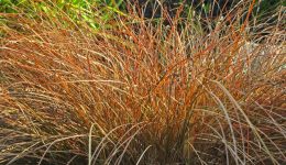 carex dorado