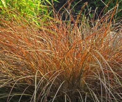 carex dorado