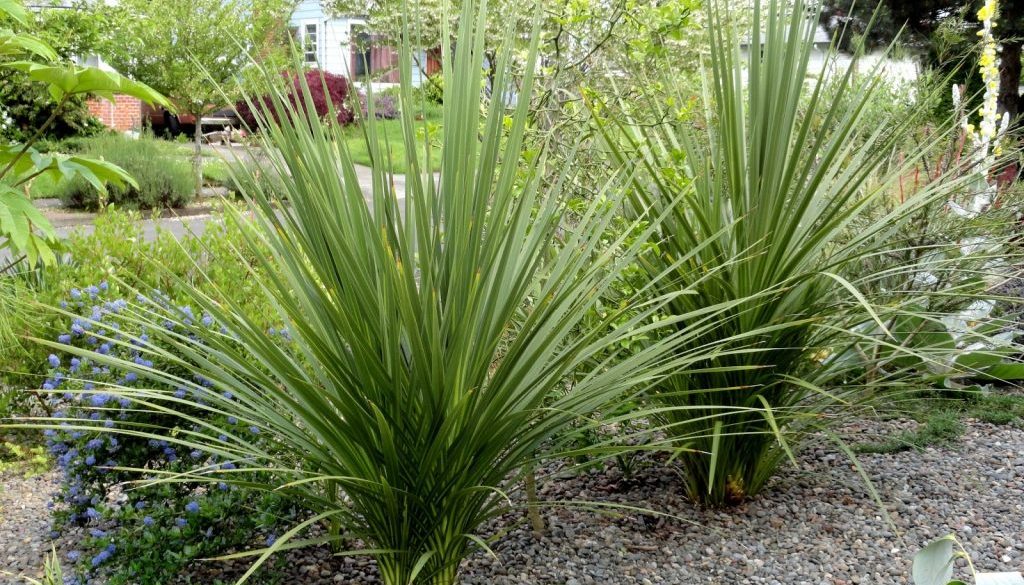 Cordyline indivisa