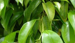 Ficus_benjamina