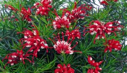 GREVILLEA_JUNIPERINA