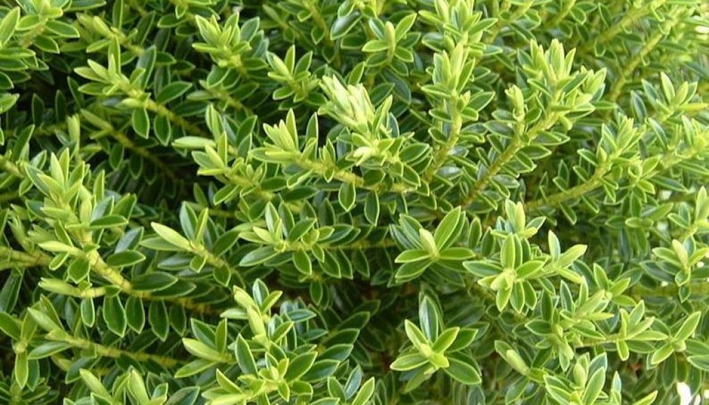 Hebe buxifolia