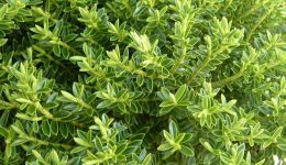 Hebe buxifolia