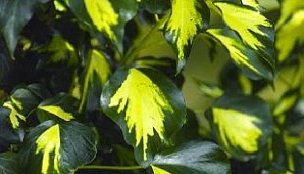 Hedera_helix_Goldheart