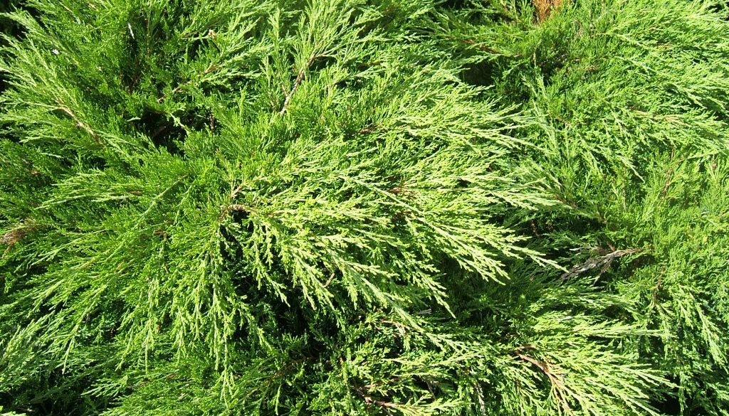Juniperus_sabina