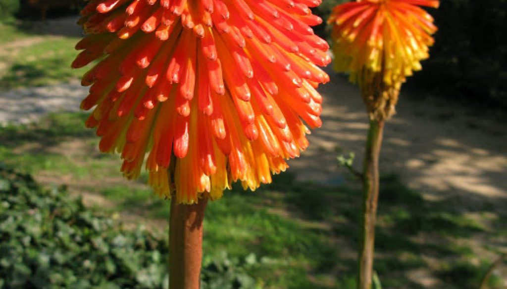 Kniphofia praecox