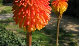 Kniphofia praecox