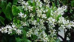 Ligustrum