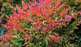 Nandina_domestica