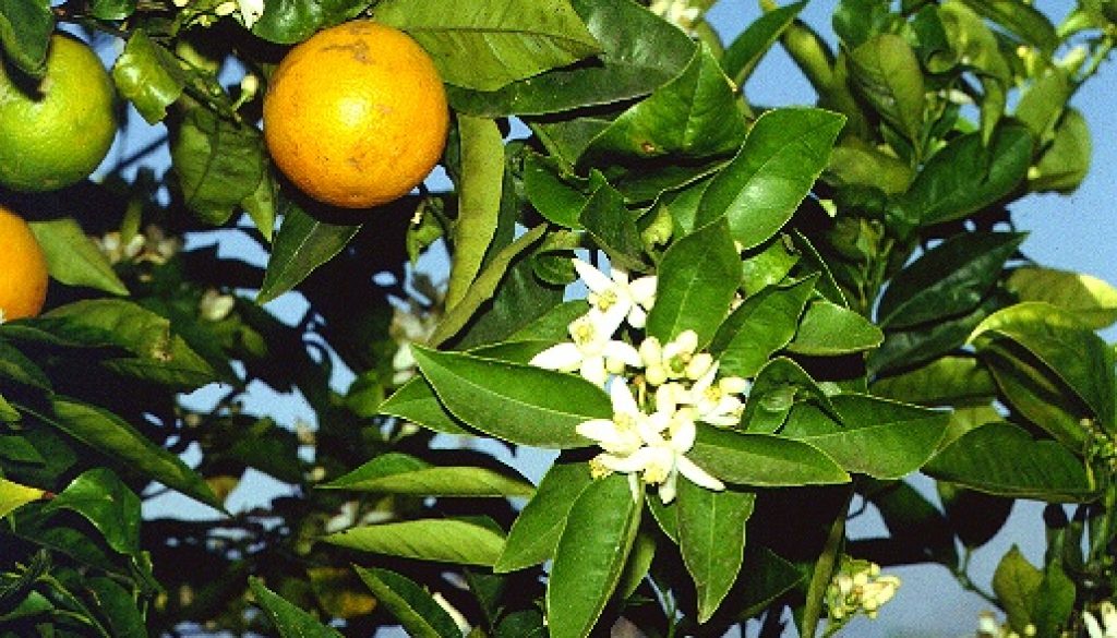 Naranjo