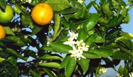 Naranjo
