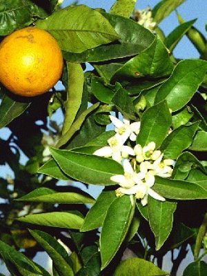 Naranjo