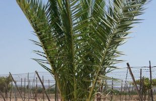Palmera phoenix