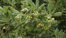 Pittosporum-tobira