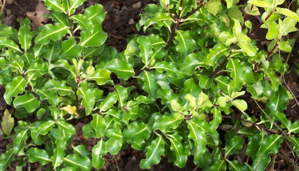 Pittosporum Tenufolium