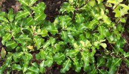 Pittosporum Tenufolium