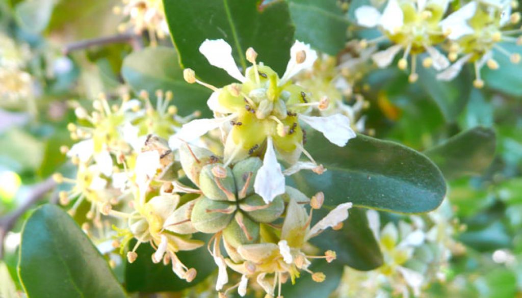 Quillaja saponaria